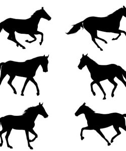 Black Horses